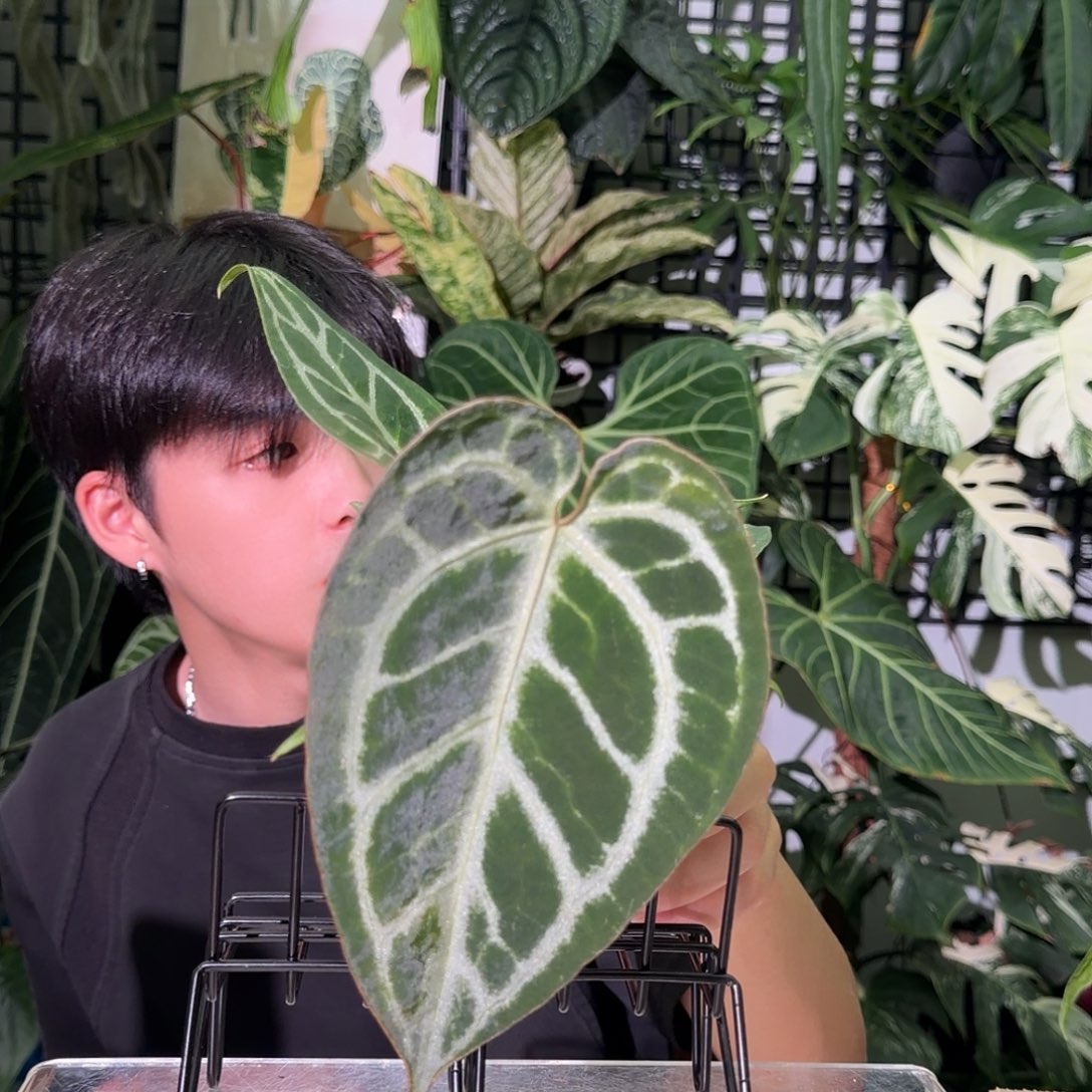 完全开放I89黑钻石杂银色闪光
