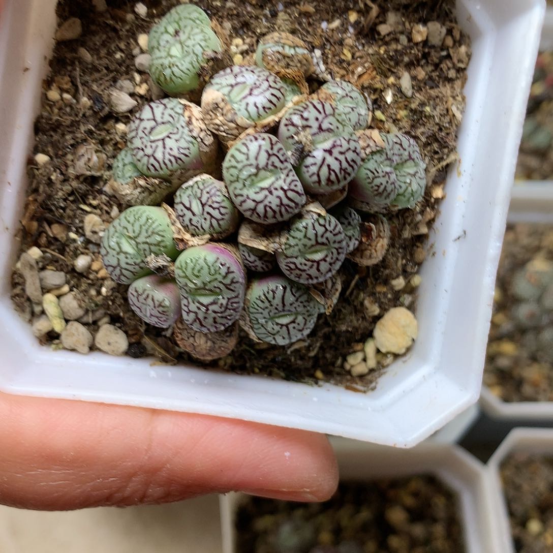 ?****?P325多肉植物保护研究所