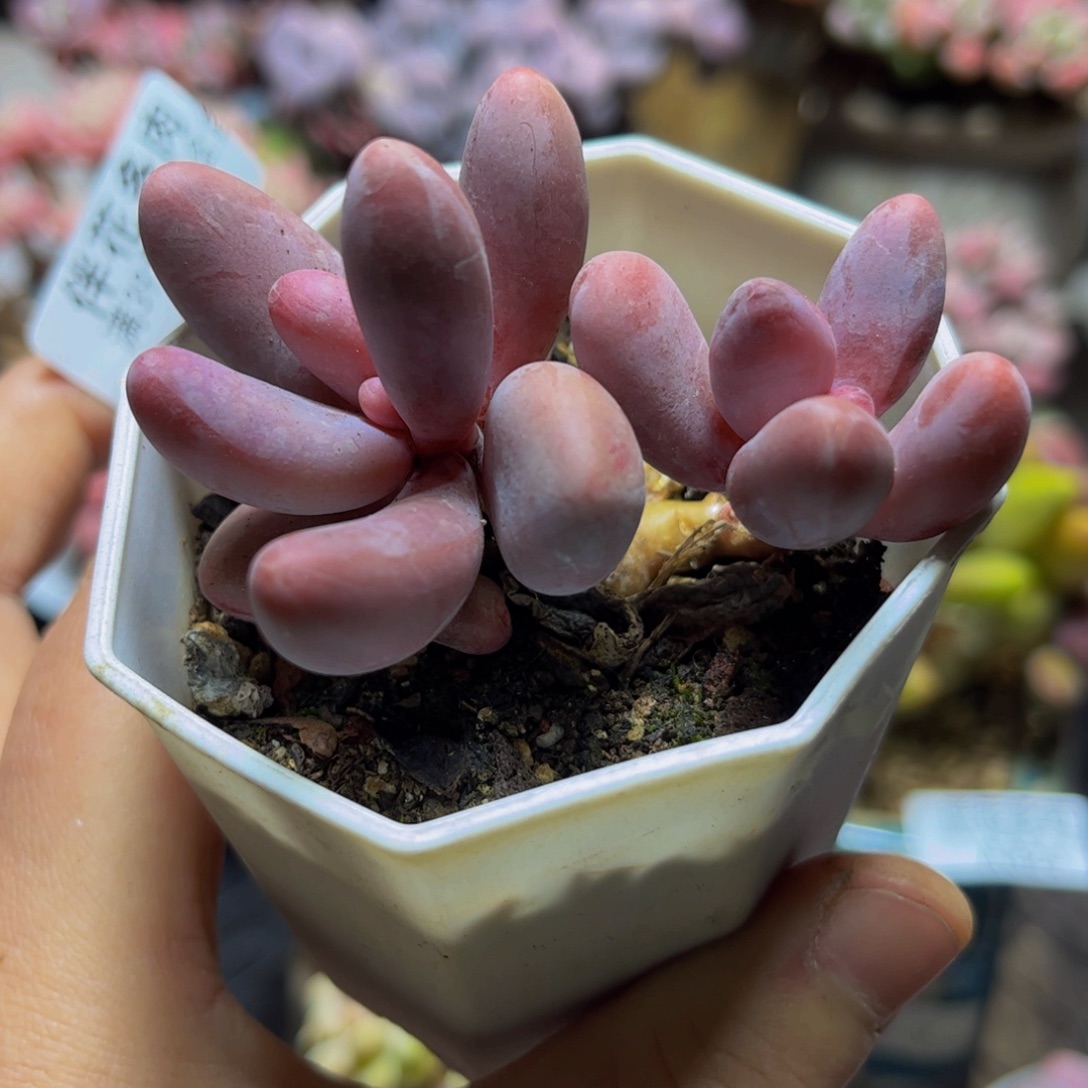 613糖果美人6.5厘米多肉