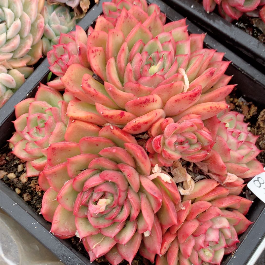 8403杂交多肉植物基地