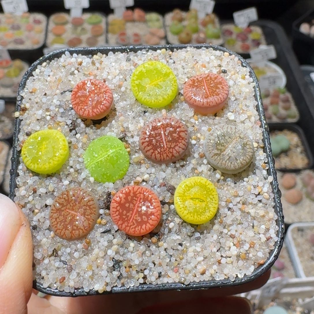 Sss精品系列便宜出131
