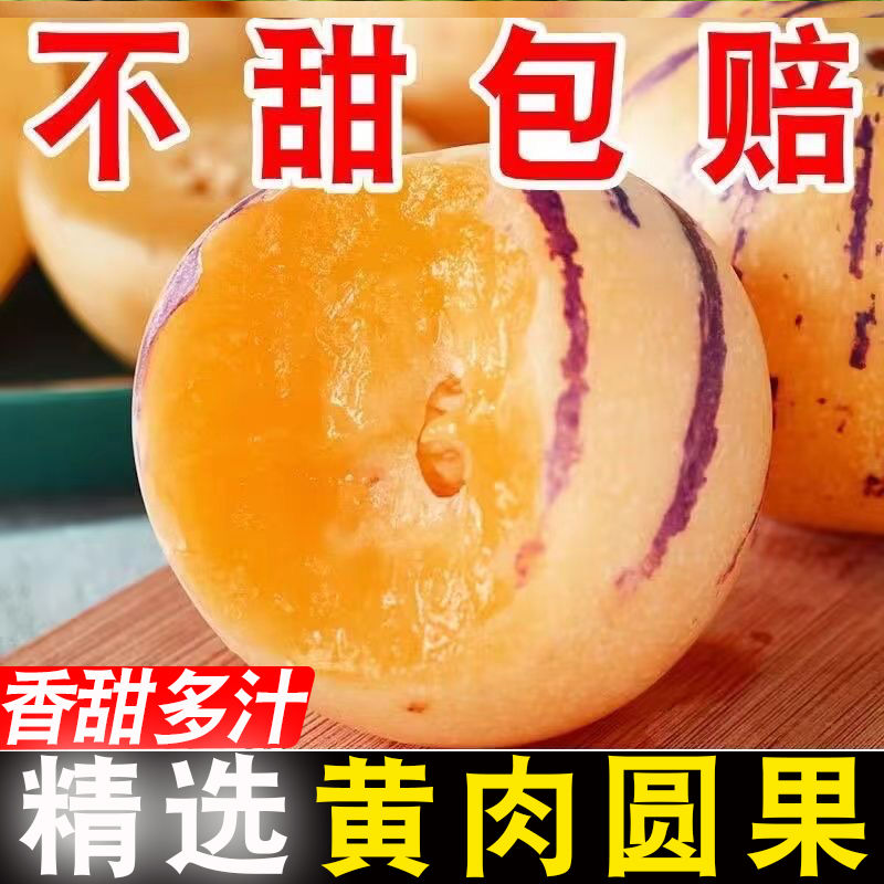 云南石林人参果应季水果树上熟黄肉圆果应季新鲜低糖水果