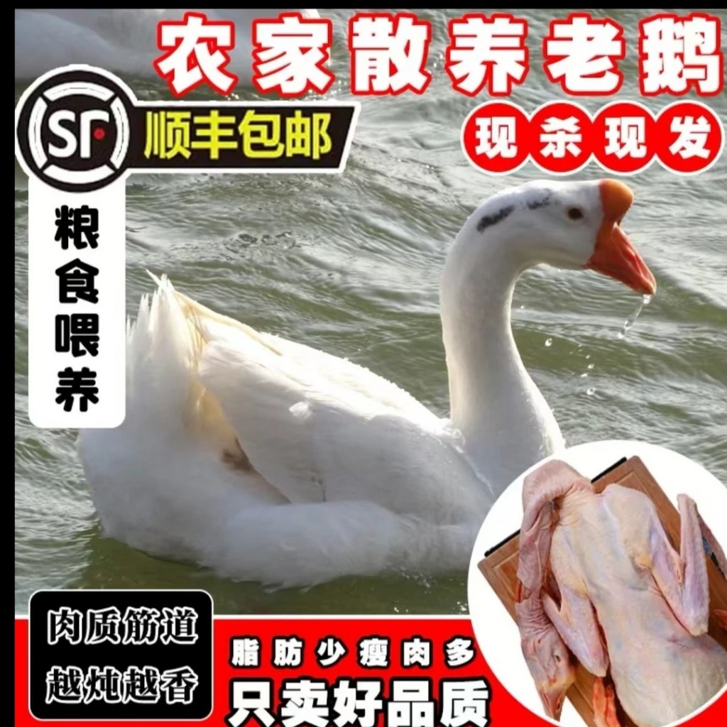 正宗襄阳农村散养大白鹅整只新鲜大鹅肉