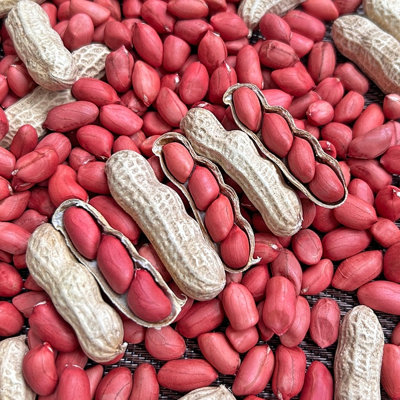 新鲜农家自种四粒红衣花生四粒红带壳生花生煲汤佐料500g/袋