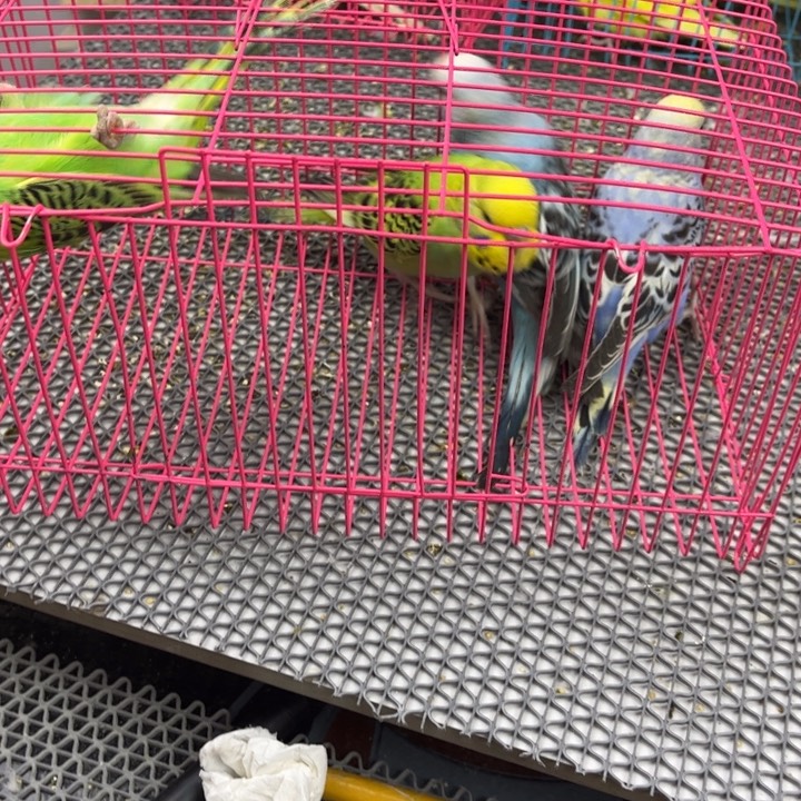 放***灵虎皮鹦鹉虎皮鹦鹉