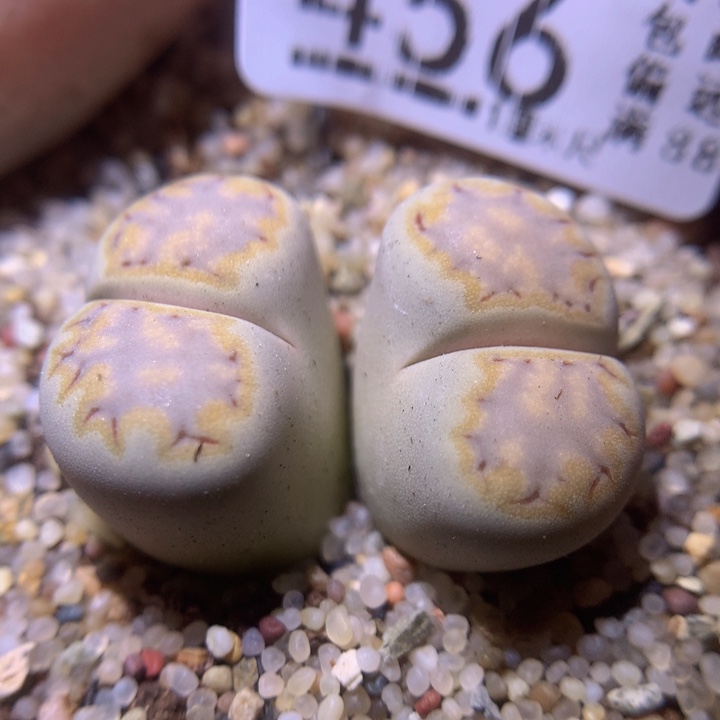 精品生石花220.456