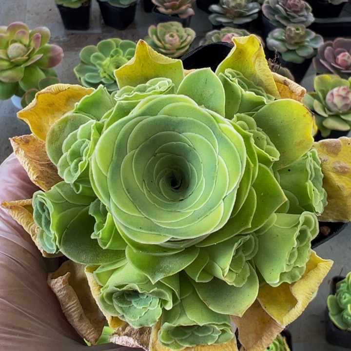 精品帕系捧花型玫瑰