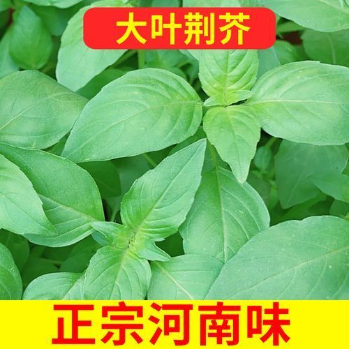 大叶荆芥种子速生春夏秋耐热野菜青菜籽家庭蔬菜种子大全