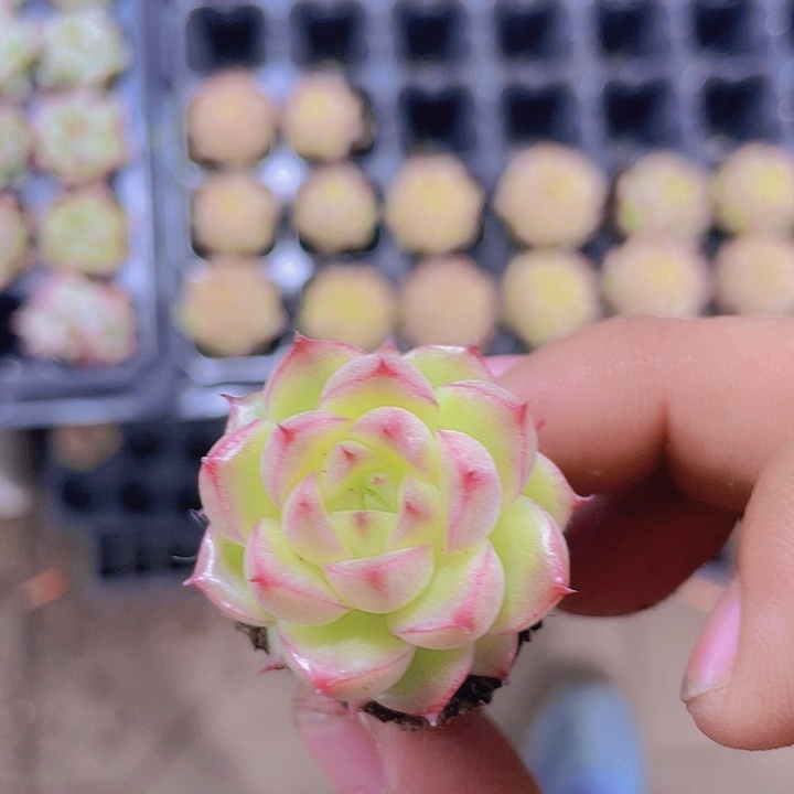 珍妮系多肉【满10颗包邮】