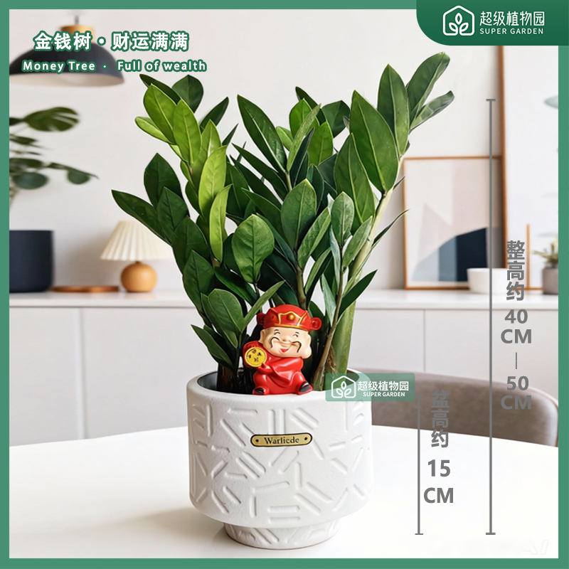 金钱树盆栽室内观叶绿植客厅办公室招财净化空气盆景送公仔摆件