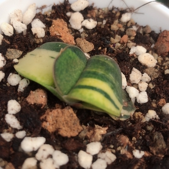 实生蜗牛锦蜗牛锦