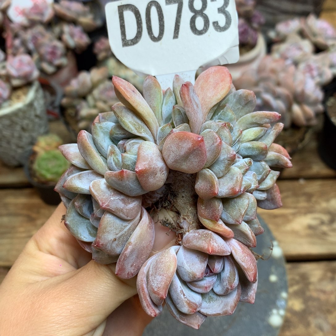 D0783 星影缀 无砍 老桩 福利