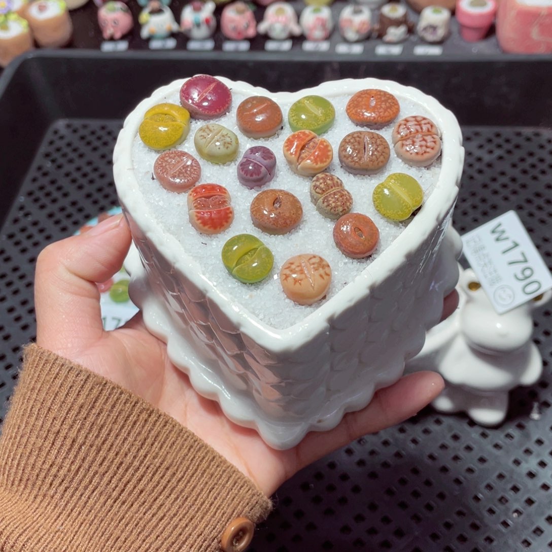 w1792 带盆土发货-零下地区拍保温箱