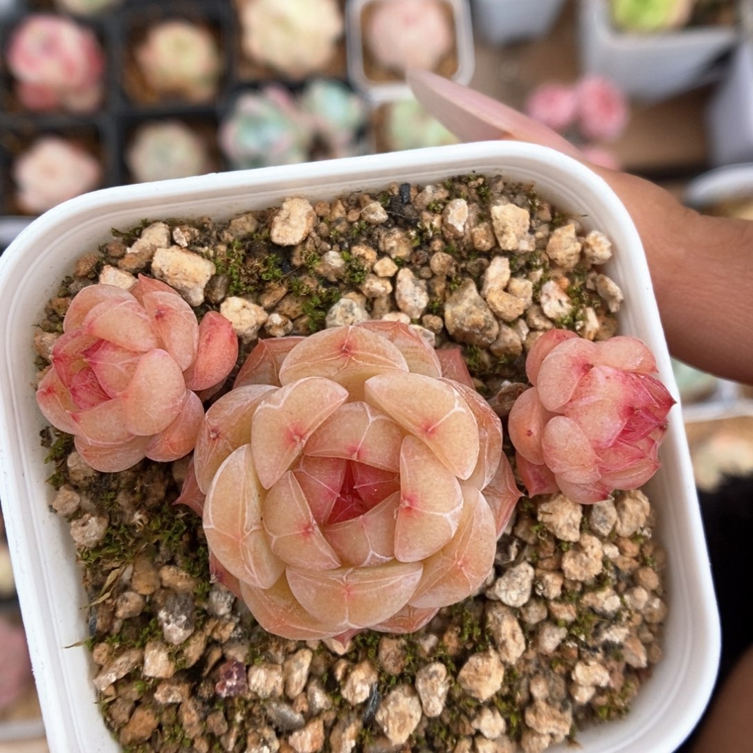 玉珠群生可拍892号。 