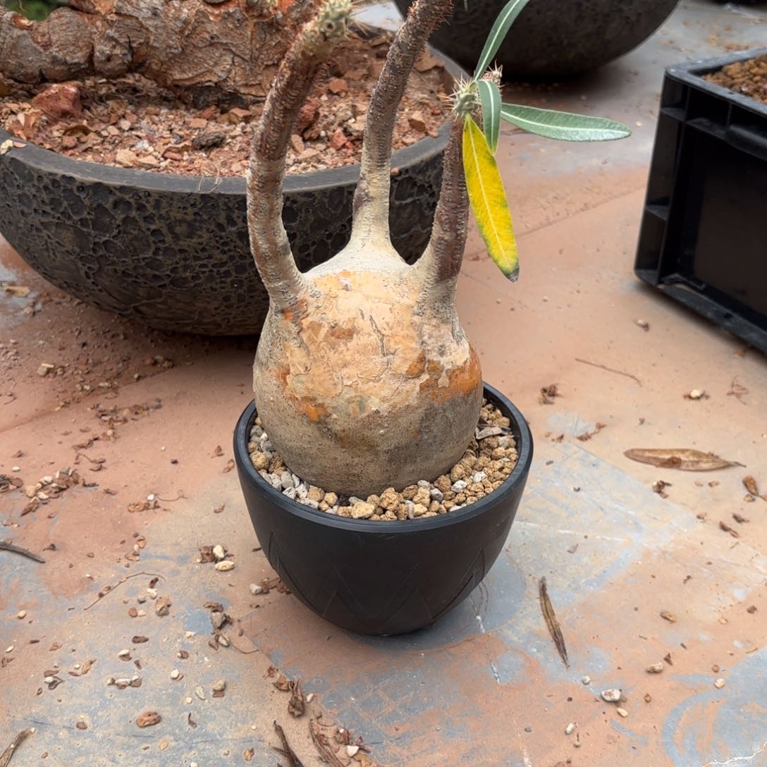 象牙宫熟桩养定。