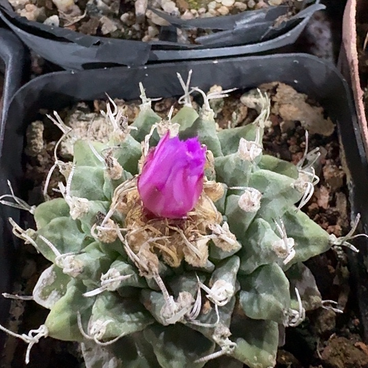 赤花娇丽实生仙人球