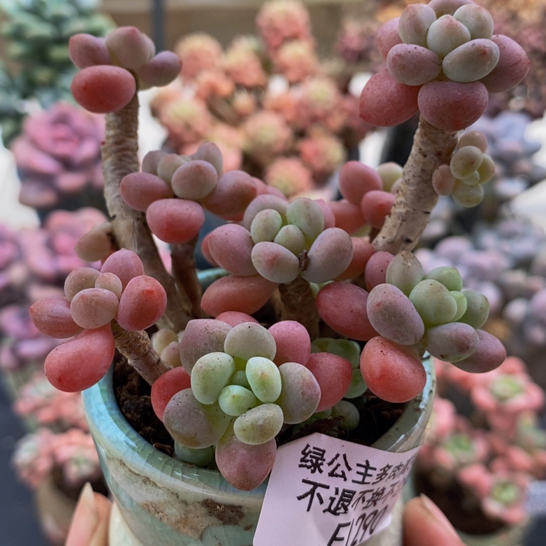 290花朵鱼子酱6cm多肉