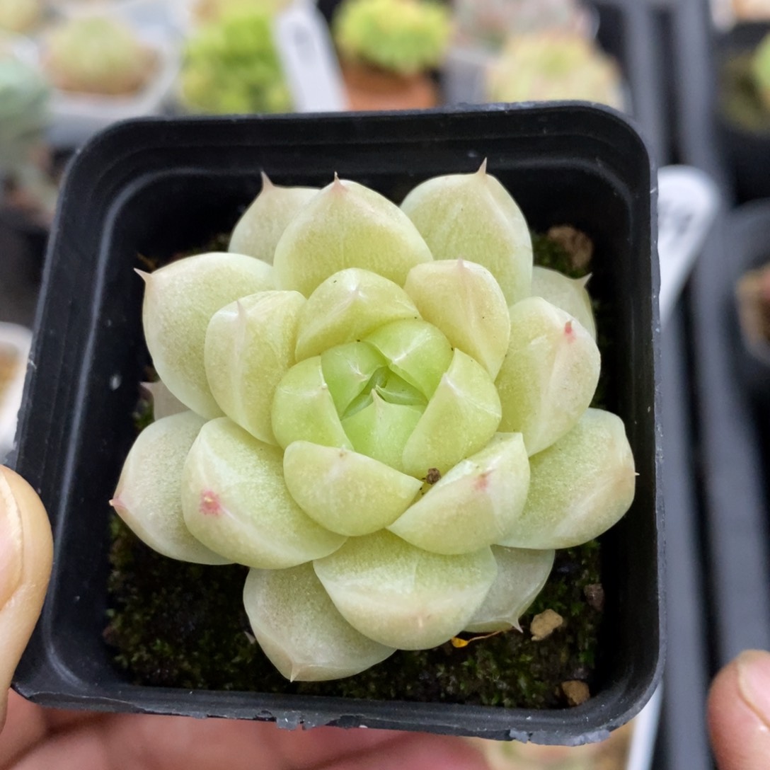 精品多肉一物一拍不包整40