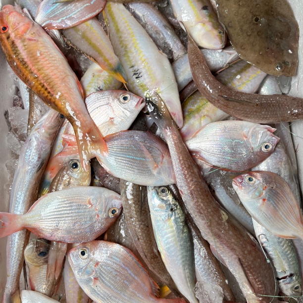 广东汕尾野生海钓煲汤小杂鱼