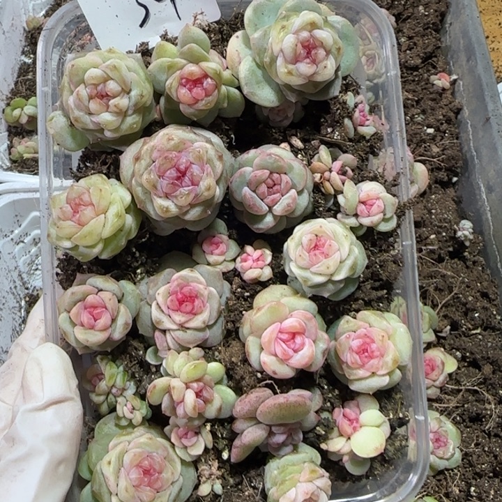 阿***。34号绝绝子多肉植物一盒