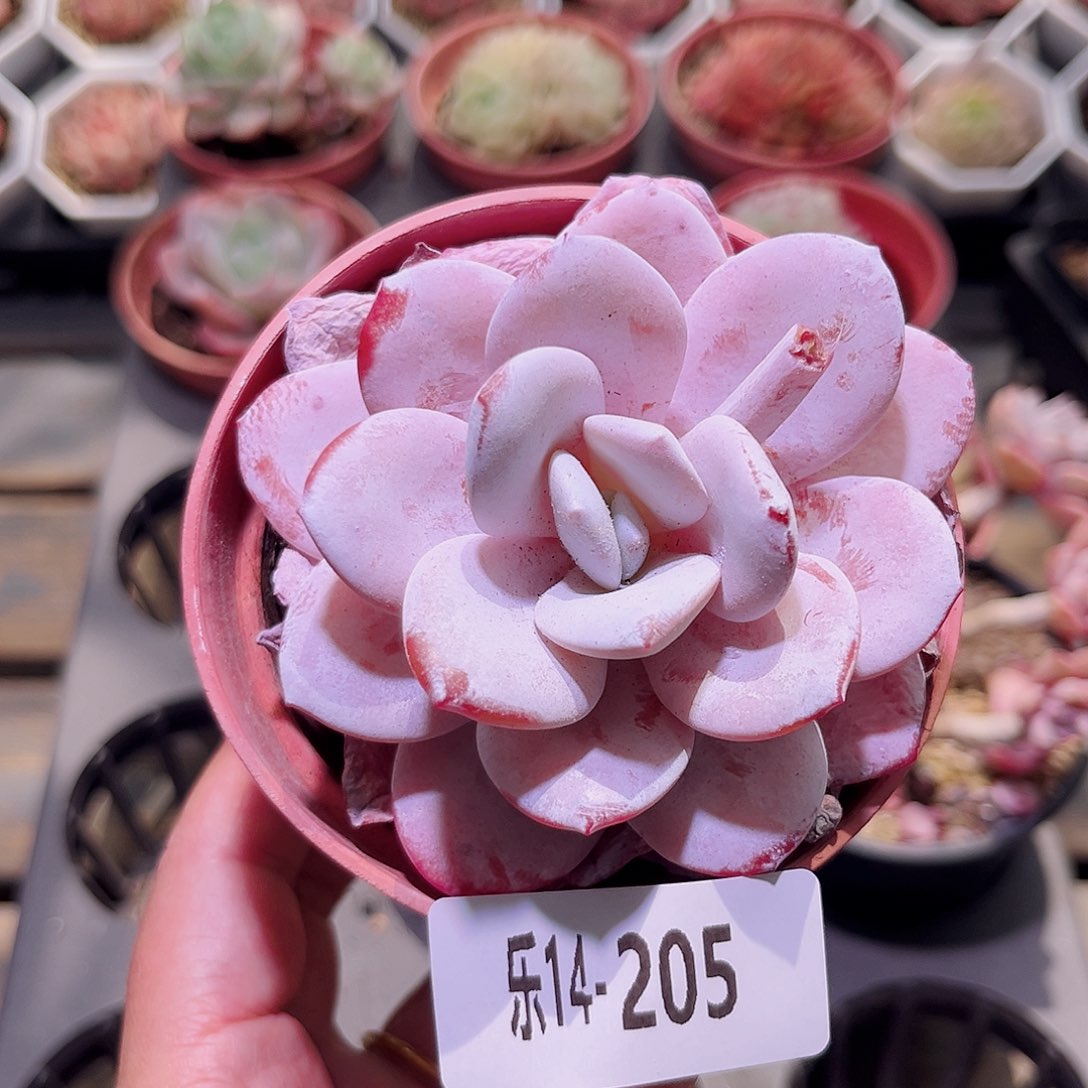 乐然14-205 粉雪莲单头