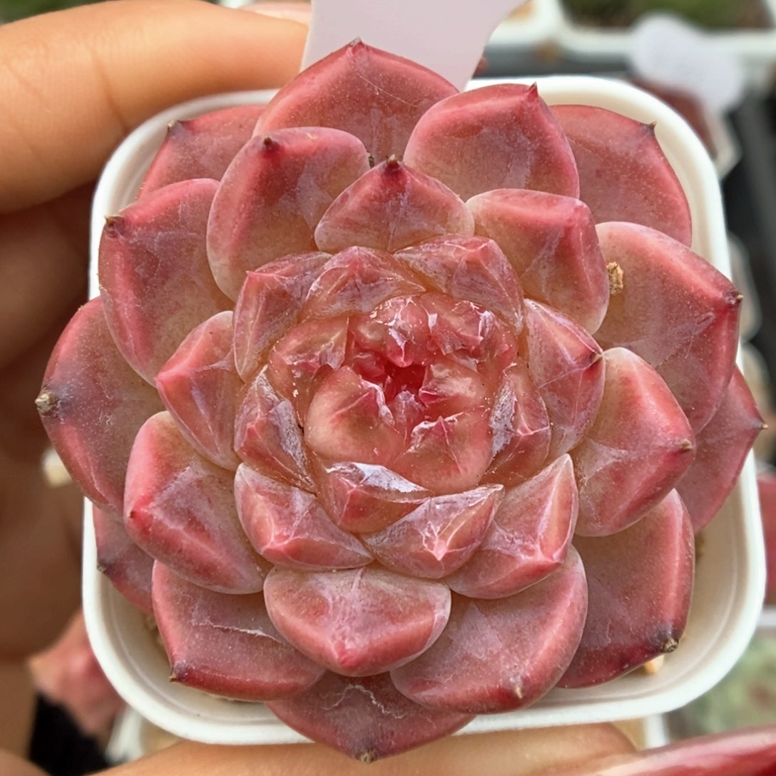 糖心粉魄可拍721号。  