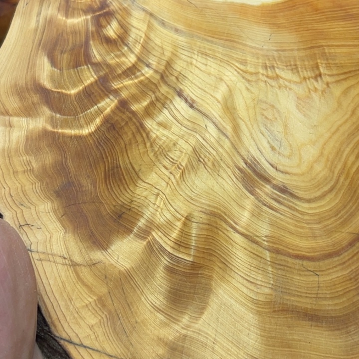 柏木（崖柏）崖柏12