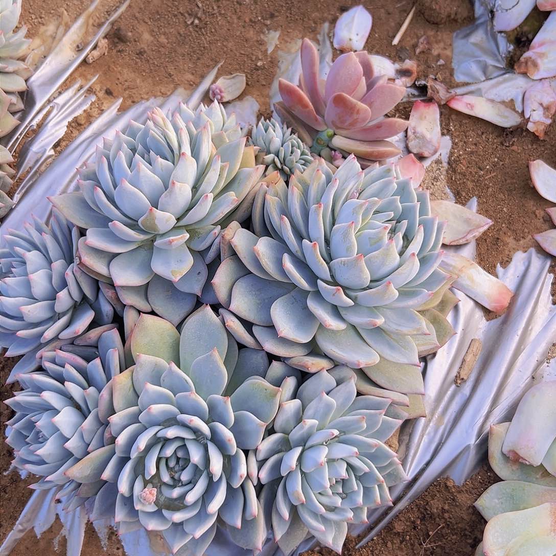 开*潘多肉一个编号1号