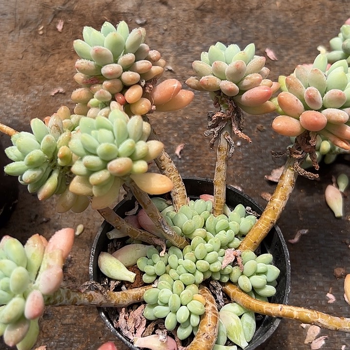 无花朵达芙妮。          