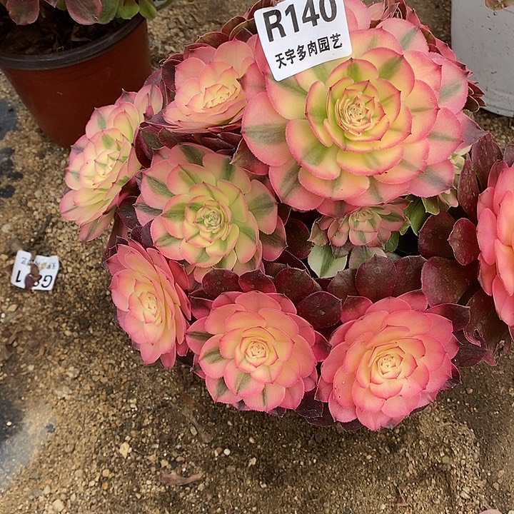 多肉植物荔枝140多肉