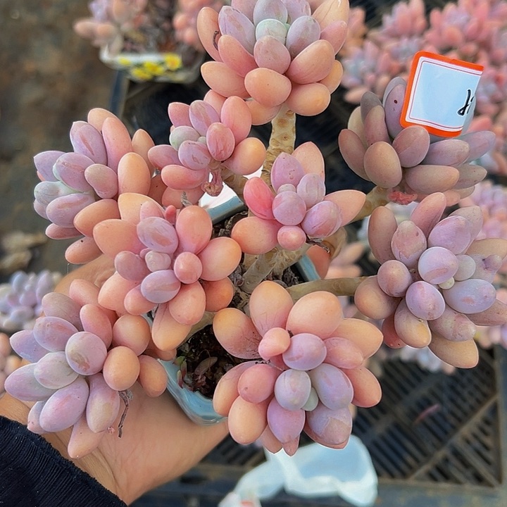 蓝盆汤圆一物一拍