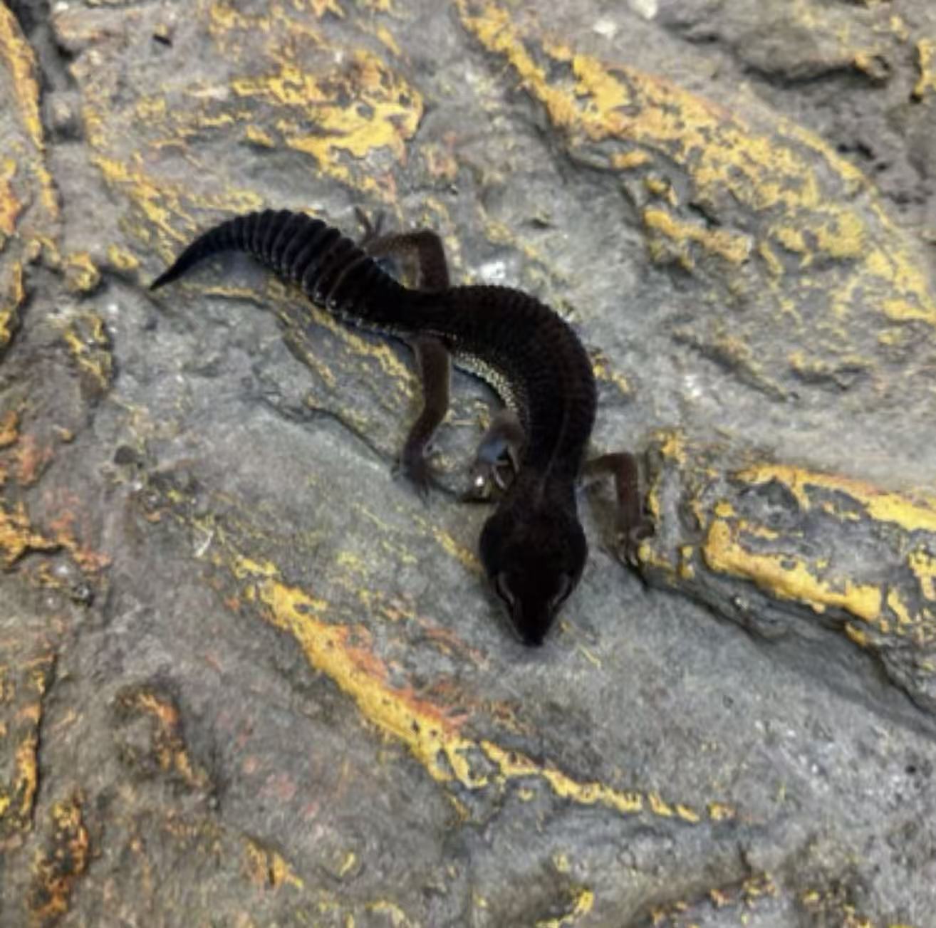 网红可爱温顺适合新手入门爬宠