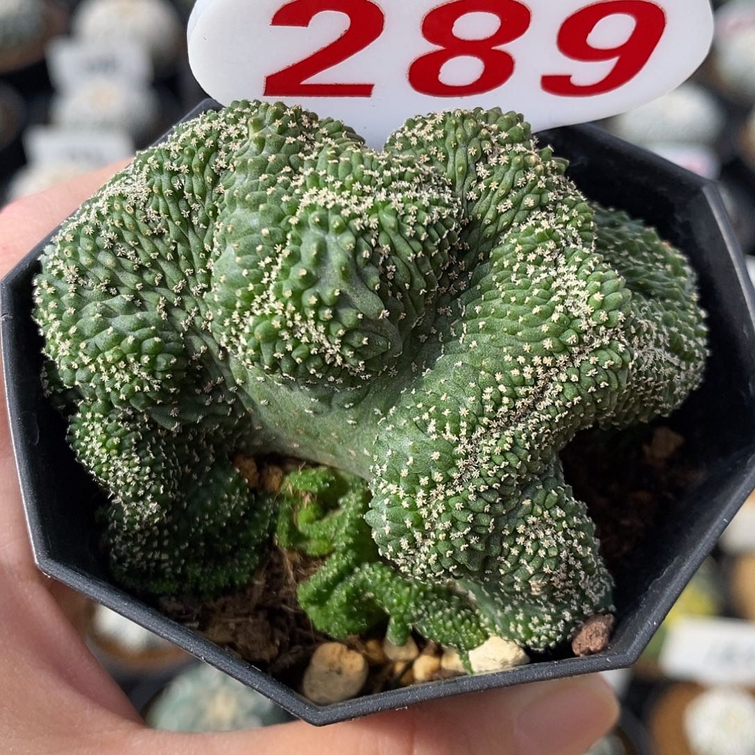 289菊水缀化系列产品