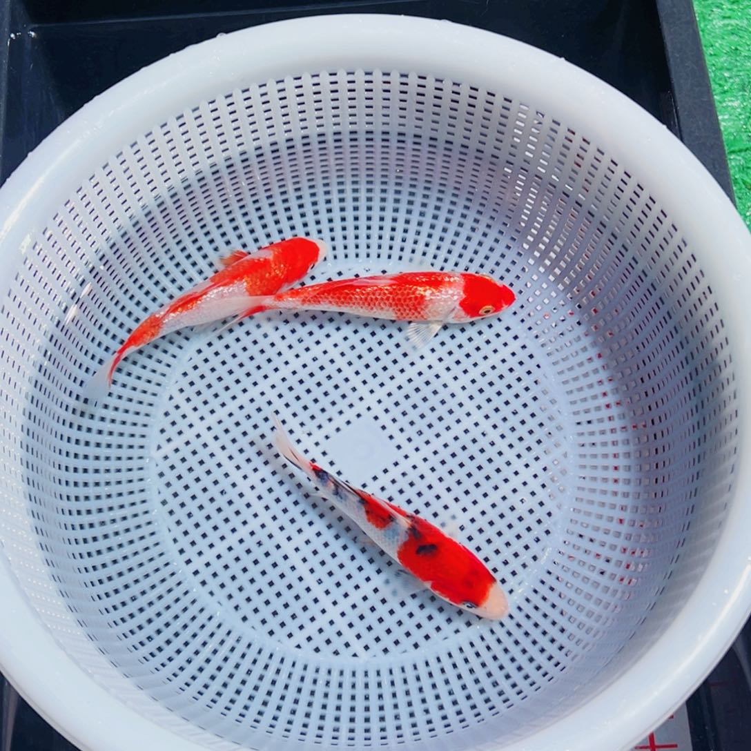 萌***萌锦鲤锦鲤观赏鱼9999