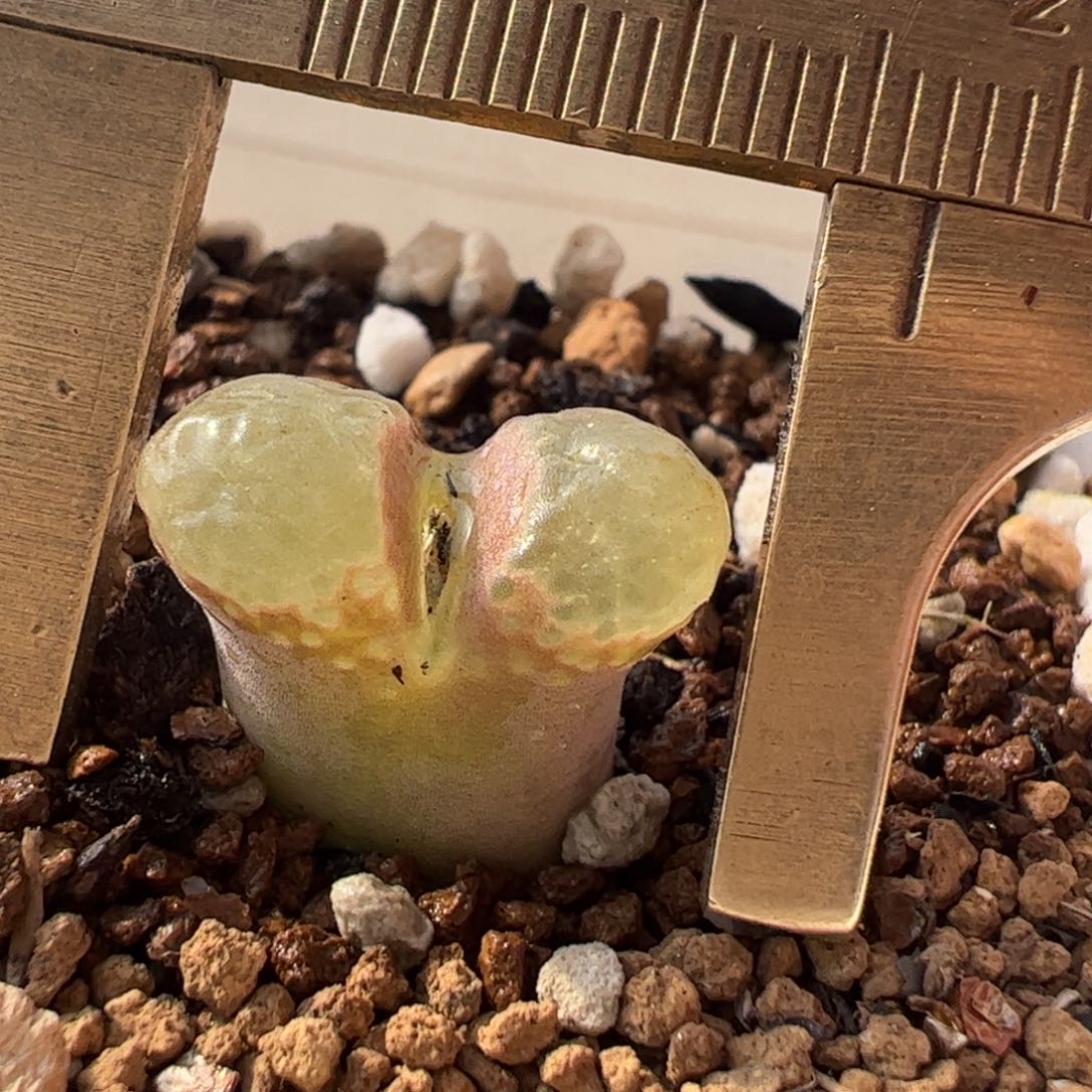 樱花风铃多肉植物百科