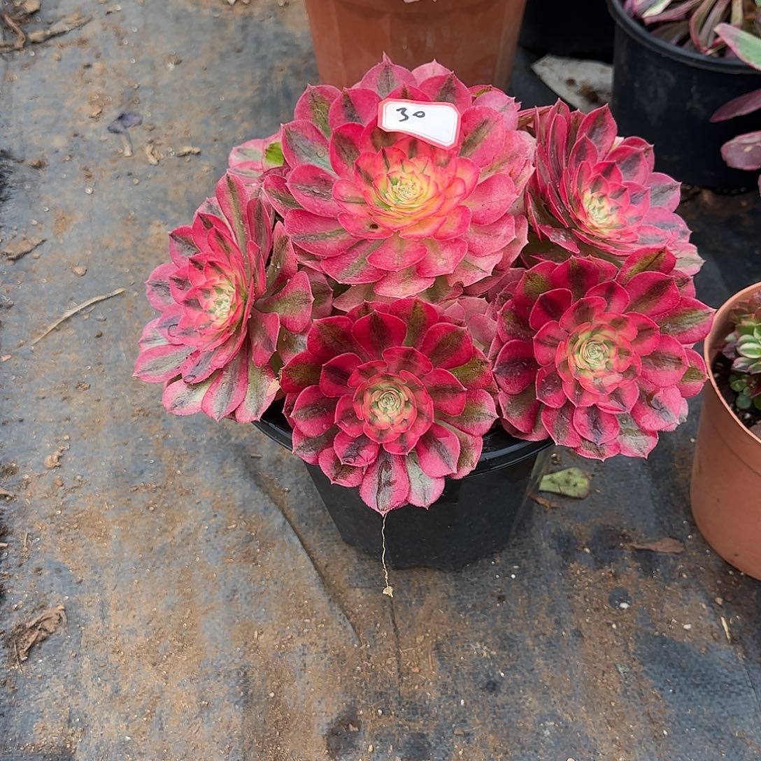 精品多肉植物0030