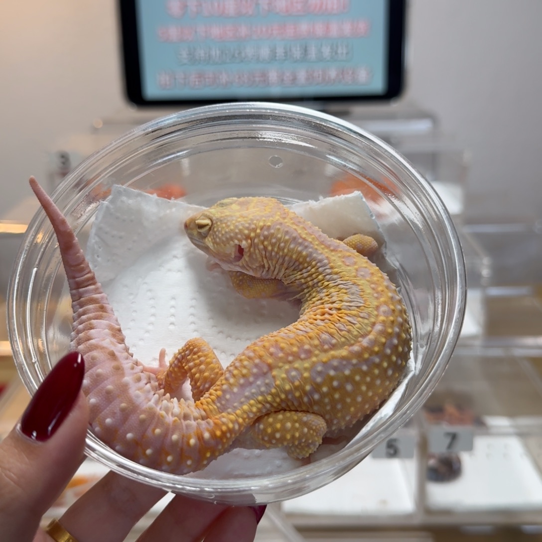 豹纹守宫反直线暴龙妹妹