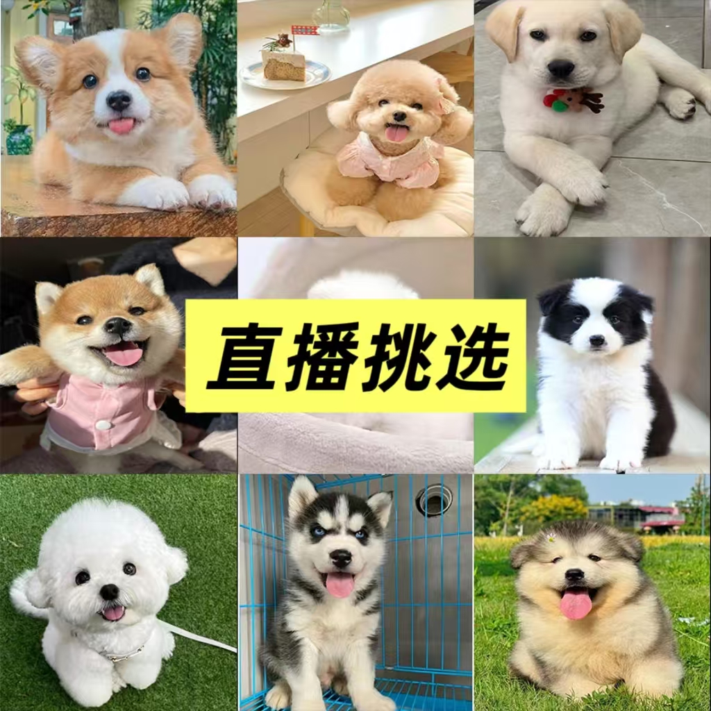 多种品种小型宠物比熊柯基博美泰迪边牧哈士奇金毛拉布拉多等