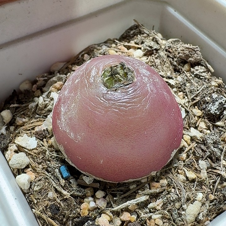 806灯泡带盆发货实生