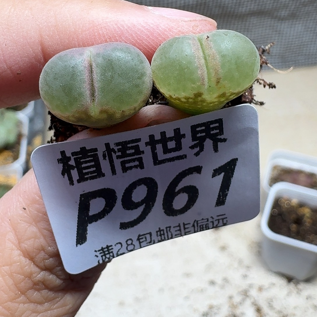 的植物的人生fhhj