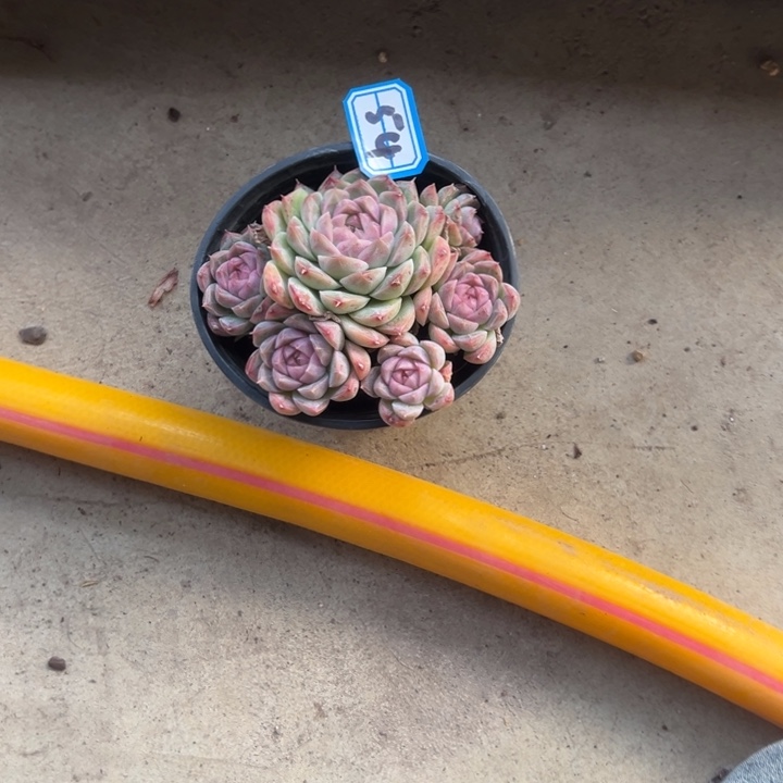 琳***琳一物一哎珍妮多肉54