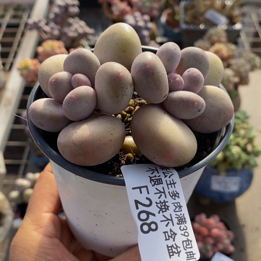 蛋黄奶酪268/8c m