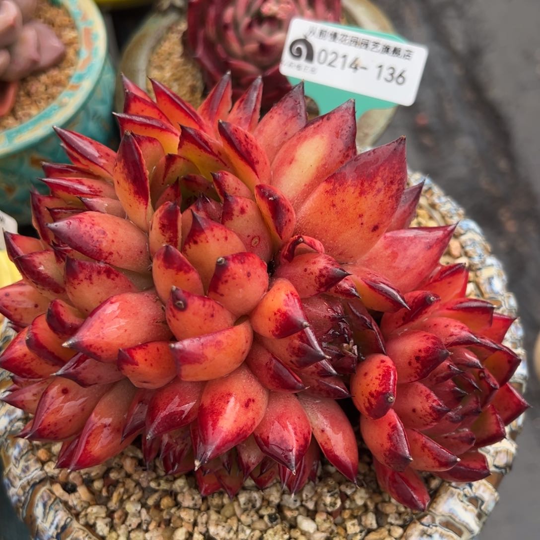 从前慢多肉精选编号0214.136