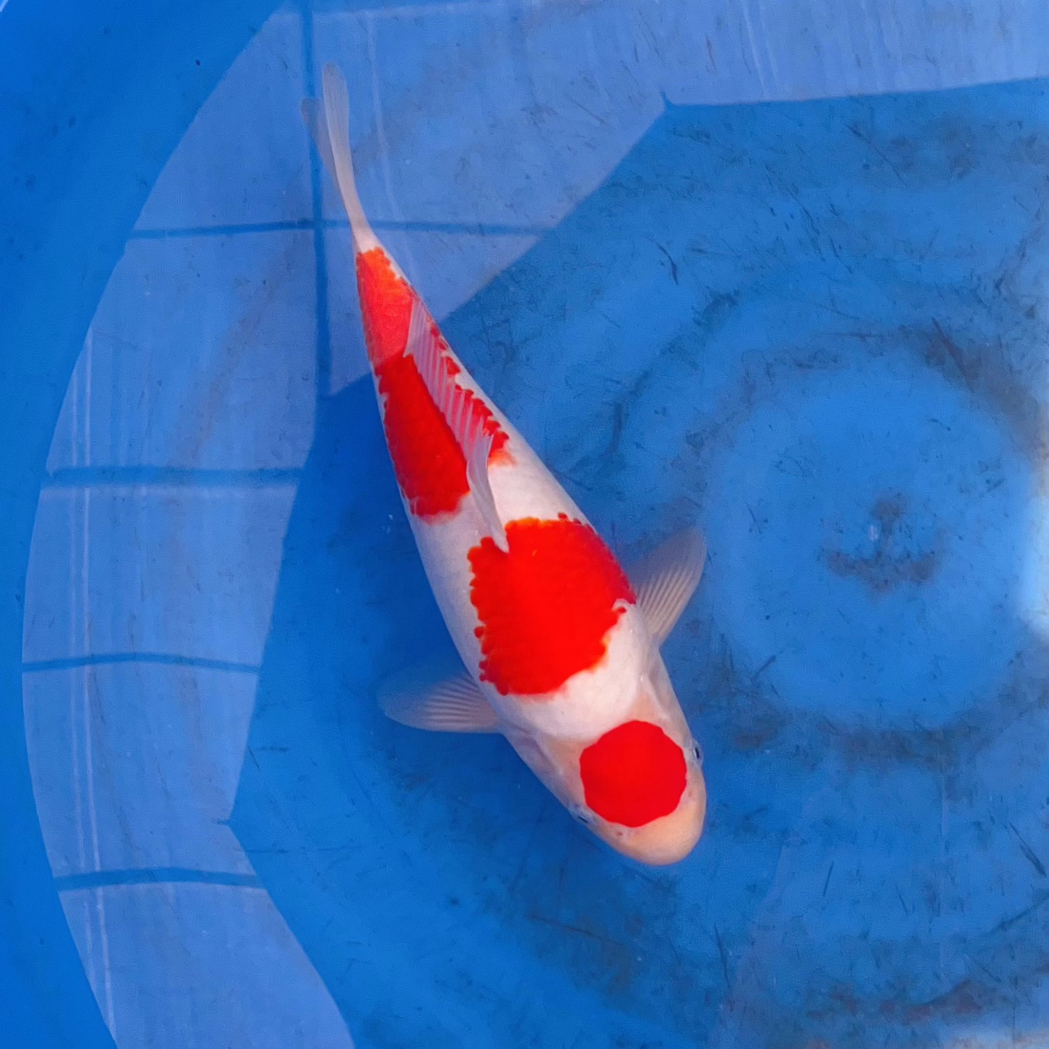 观赏鱼精品锦鲤红白三色大超萌好物包邮昭和绯写冷水鱼好养耐活