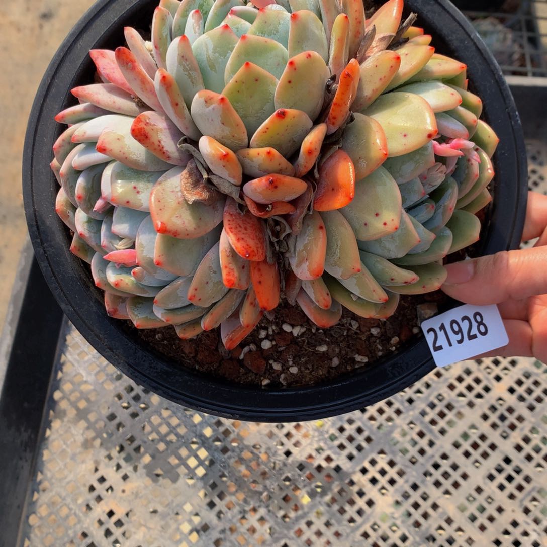 21928三头一个嗯嗯嗯