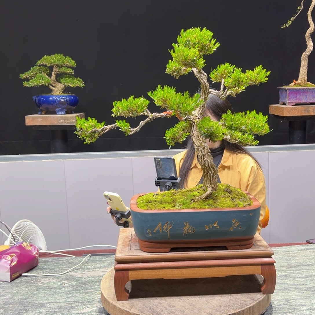 黄杨盆景老桩四季常青