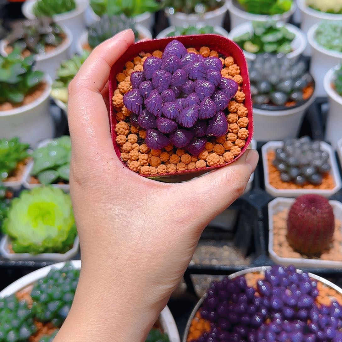 紫宝石冰灯玉露，原盆，人工上色