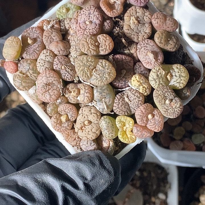 桃喜花园0130-171勋章切糕