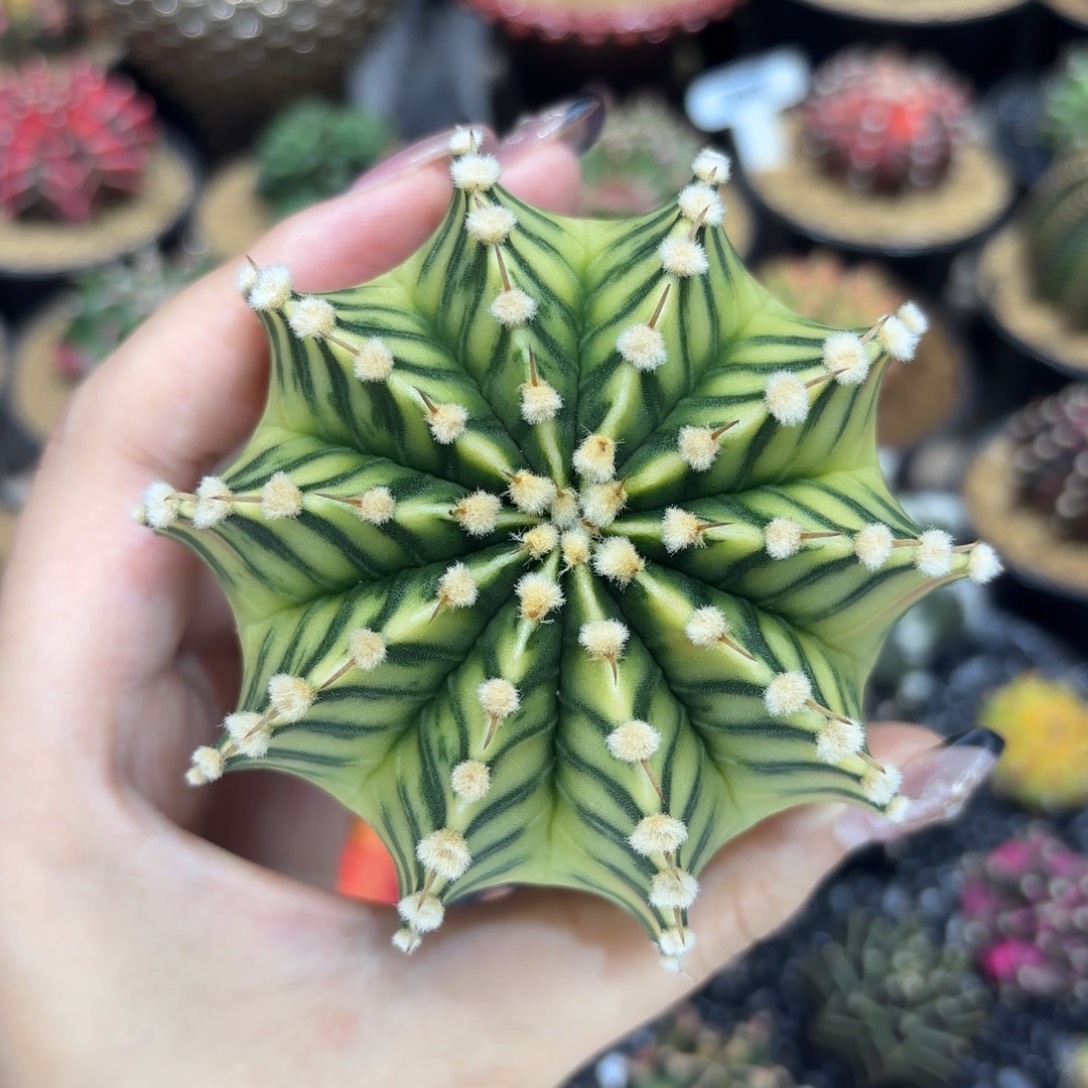 8.8cm蜘蛛网纹珍珠绒肋骨锦