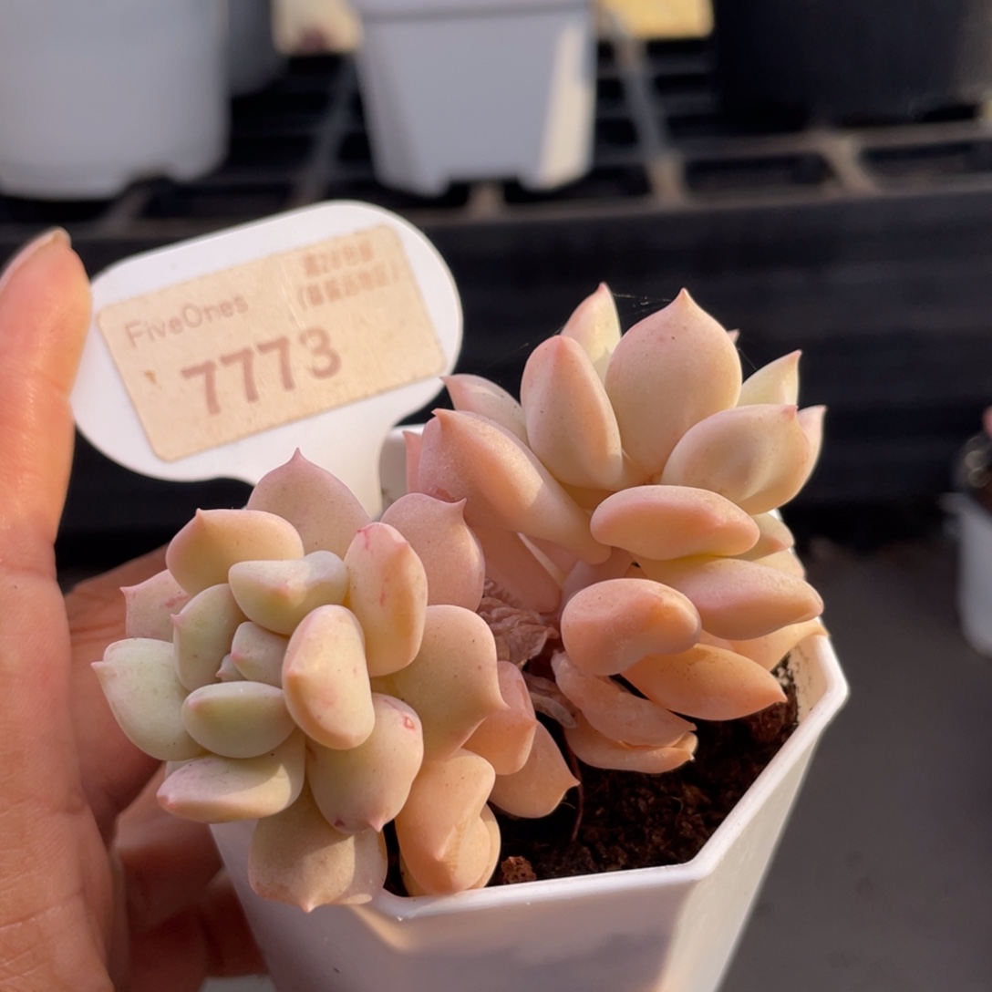 超奶7773-8.0厘米